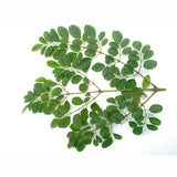 Drumstick Leaf Pack of 2 (Approx 500 gm) - SabAdda - Asian Grocery Store
